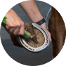 Biotin to support quality hoof growth