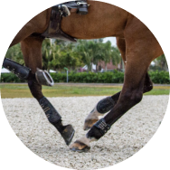 Copper and Zinc to support hoof strength and durability
