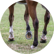 Methionine and Lysine to support hoof integrity